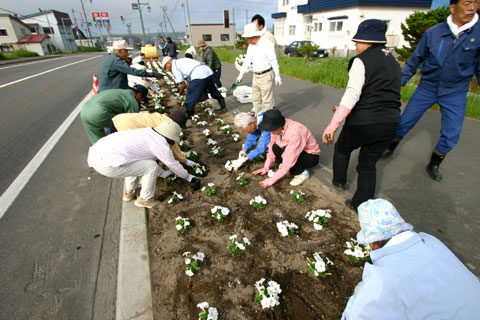 花の苗を植えている写真