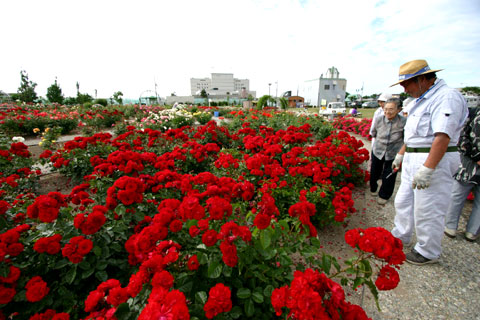 赤いバラが花盛りの写真