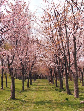 桜の写真