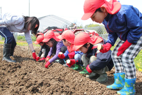 保育園じゃがいも植えの写真