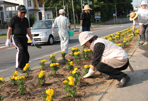 国道花植えの写真