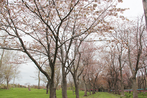 桜の写真