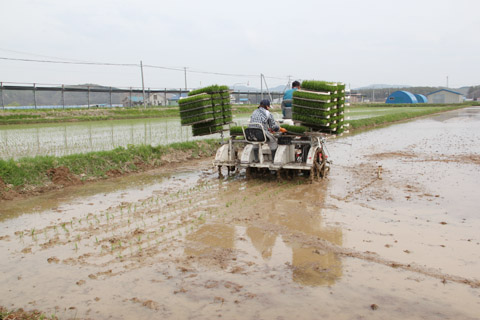 田植え作業