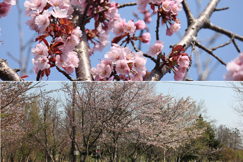 スポーツ公園の桜