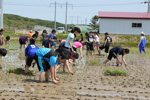 羽幌小学校5年生田植え体験