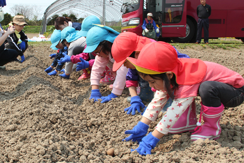 羽幌保育園いも植え