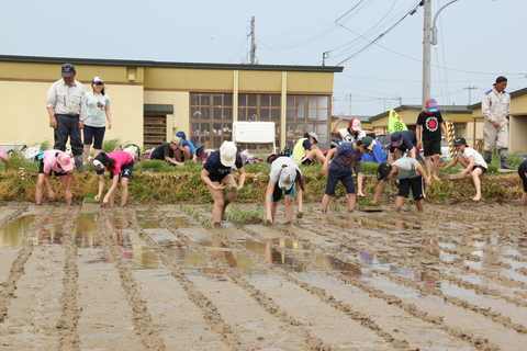 羽小5年生田植え体験