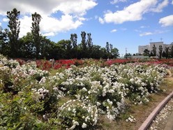 はぼろバラ園