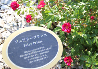 フェアリープリンス