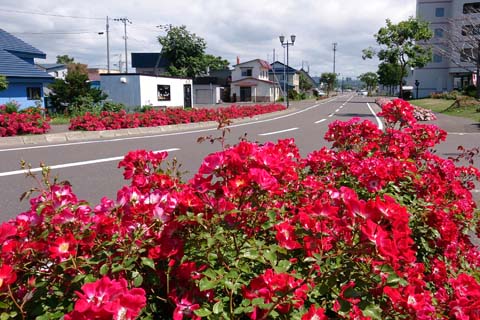 バラ園写真