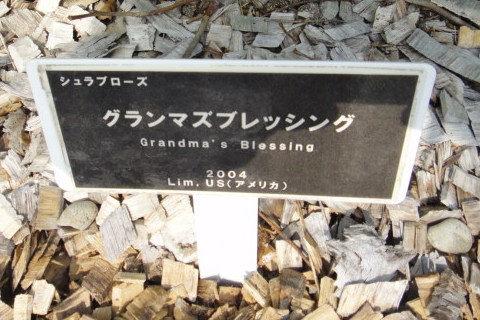 バラ園