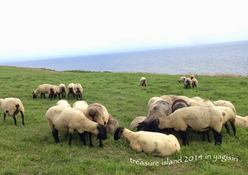 放牧されている羊たちの写真