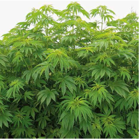不正大麻 ケシの栽培は法律で禁止されています お知らせ 羽幌町