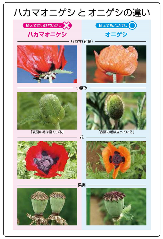 の 花 自生 ケシ 違法と知らずに栽培も…ケシの花に注意 麻薬の原料、住宅街や公園にも自生｜【西日本新聞me】